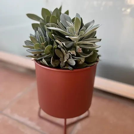 Bel Au Calme Climatise Avec Terrasse Appartement